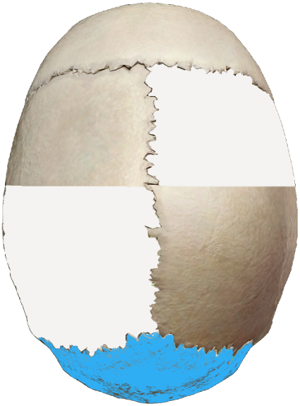 Human skull viewed from the top, upper right and lower left sections highlighted white and bottom section highlighted blue