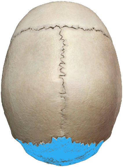 Human skull viewed from the top, bottom section highlighted blue