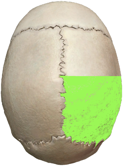 Human skull viewed from the top, lower right section highlighted green