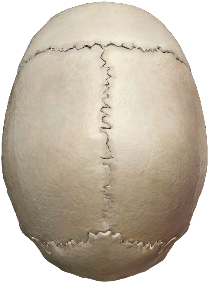 Human skull viewed from the top