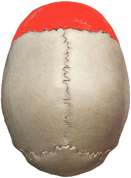 Human skull viewed from the top, top section highlighted red