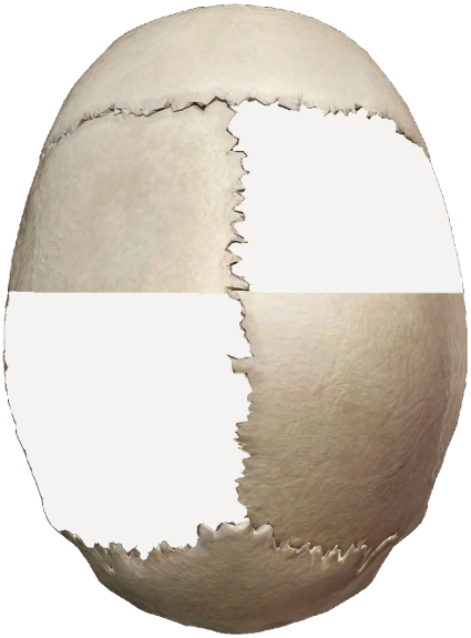 Human skull viewed from the top, upper right and lower left sections highlighted white