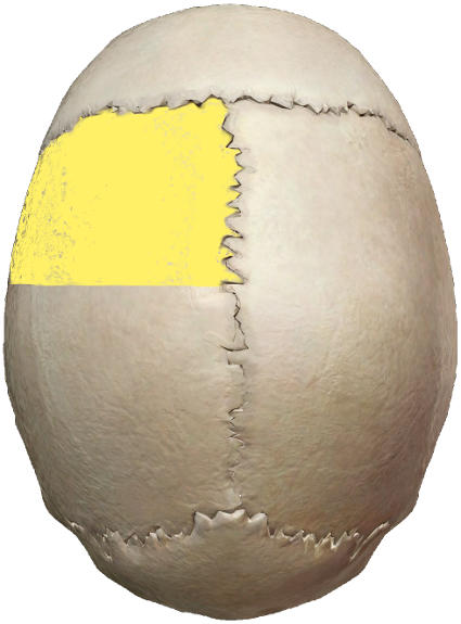 Human skull viewed from the top, upper left section highlighted yellow